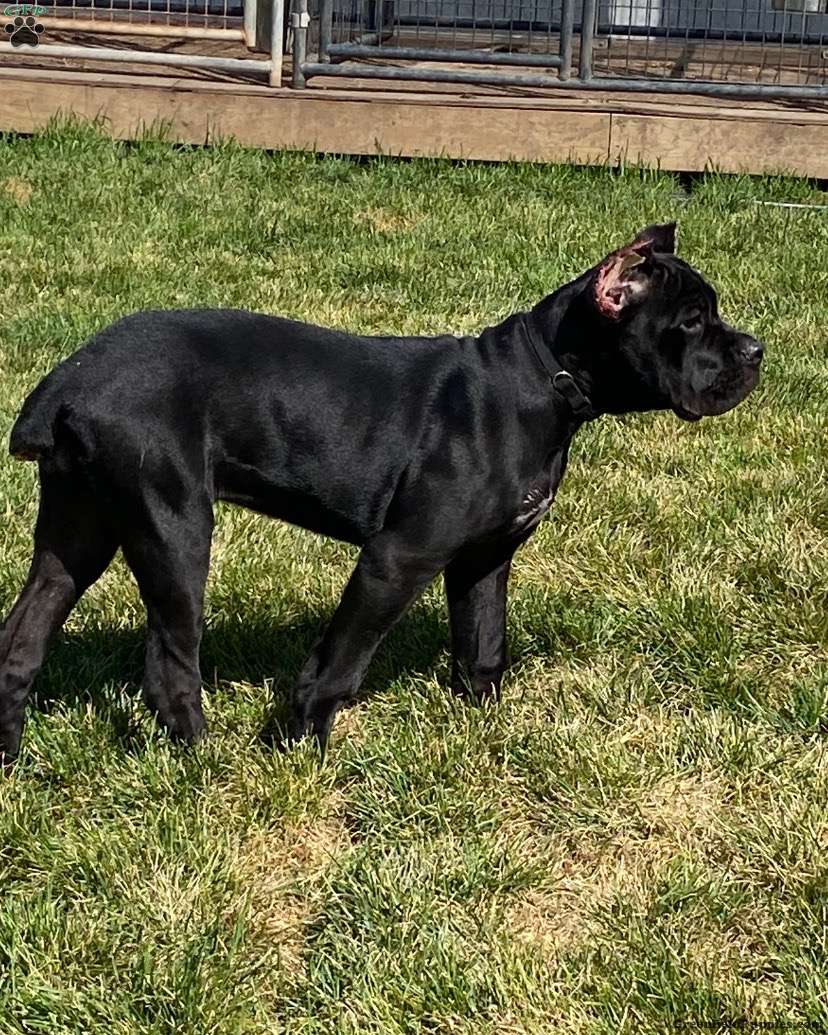 Black Pearl Cane Corso Puppy For Sale in Minnesota